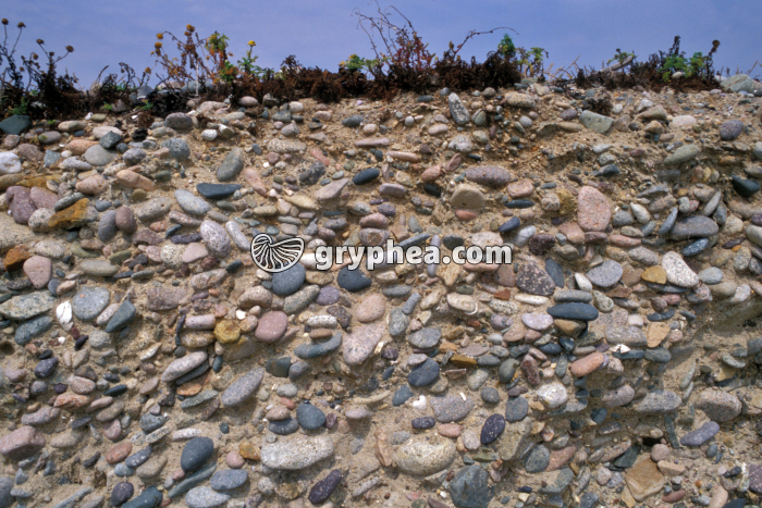 Galets Sillon de Talbert - gryphea.org